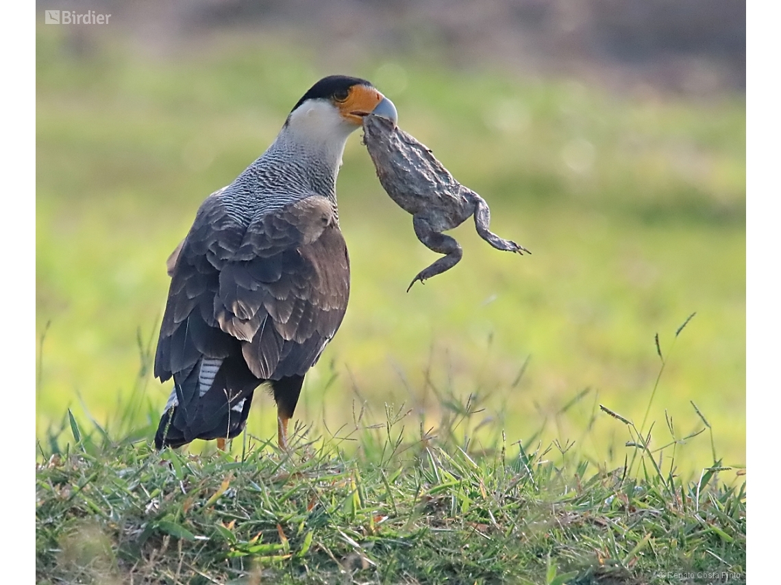 Caracara plancus