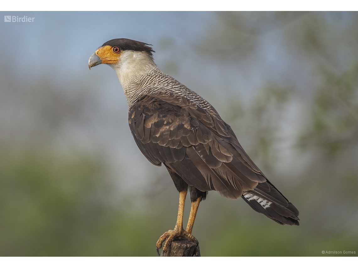 Caracara plancus