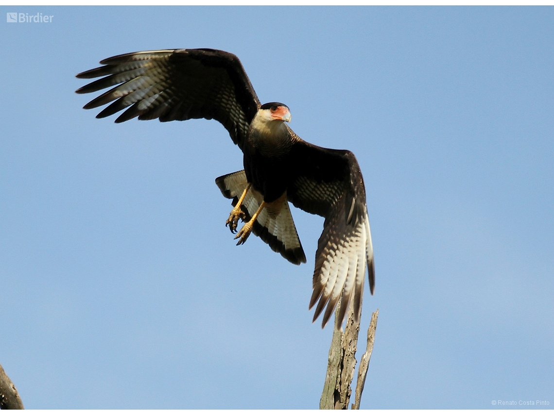 Caracara plancus