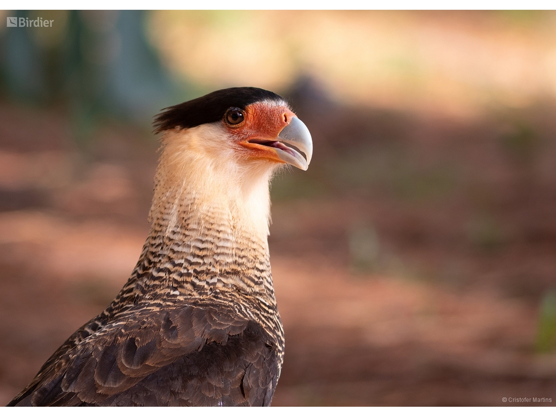 Caracara plancus