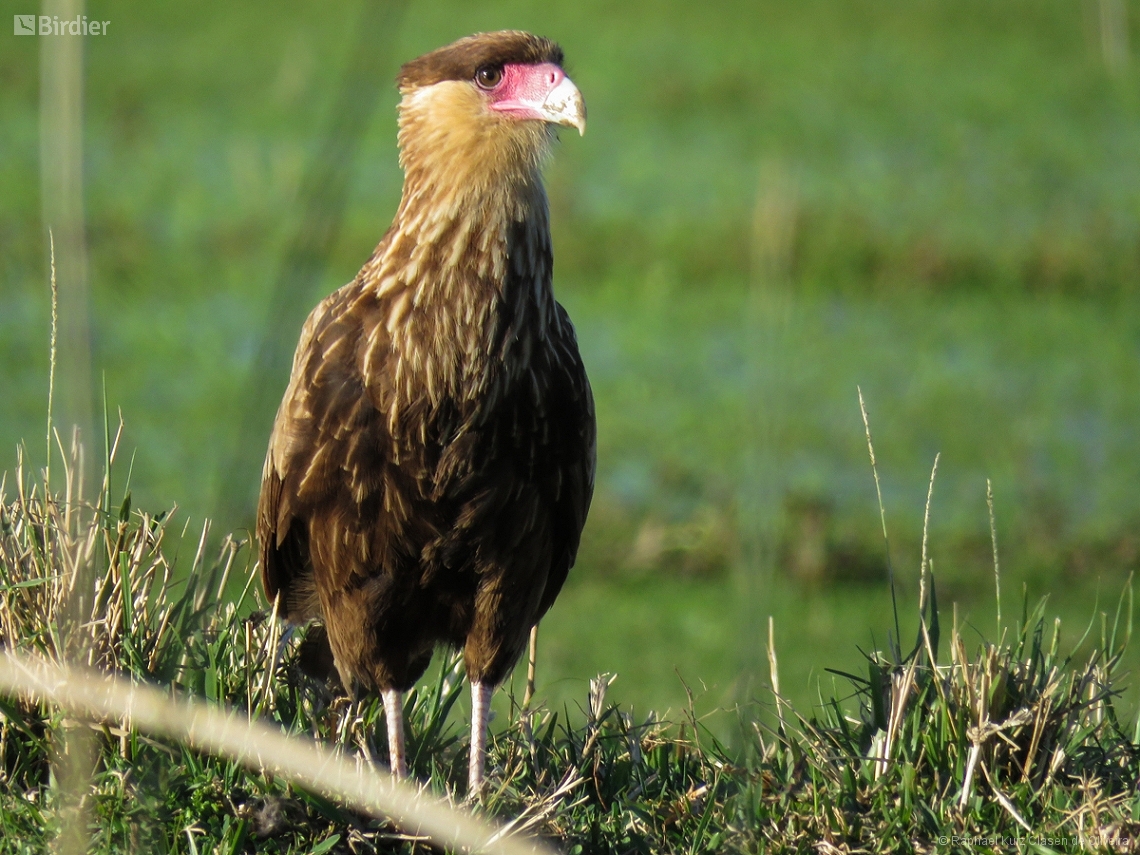Caracara plancus