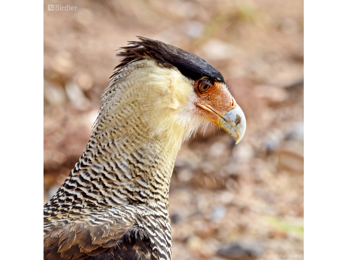 Caracara plancus