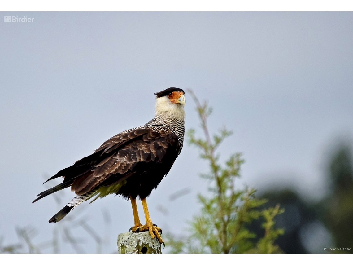 Caracara plancus