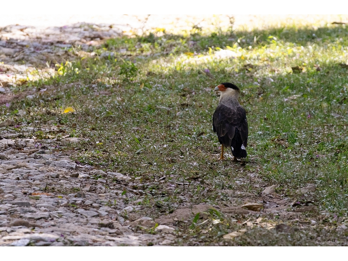 Caracara plancus