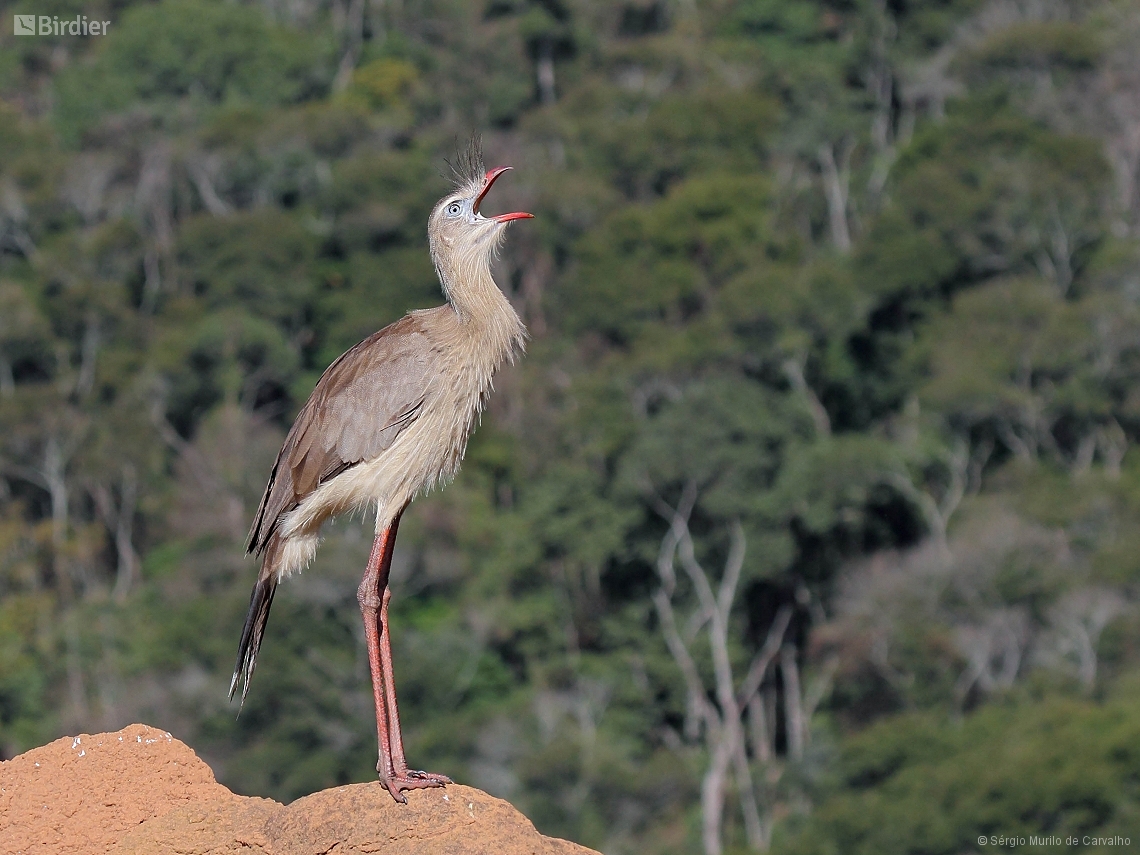 Cariama cristata
