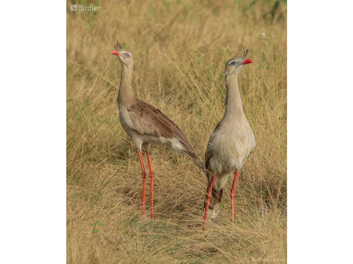 Cariama cristata