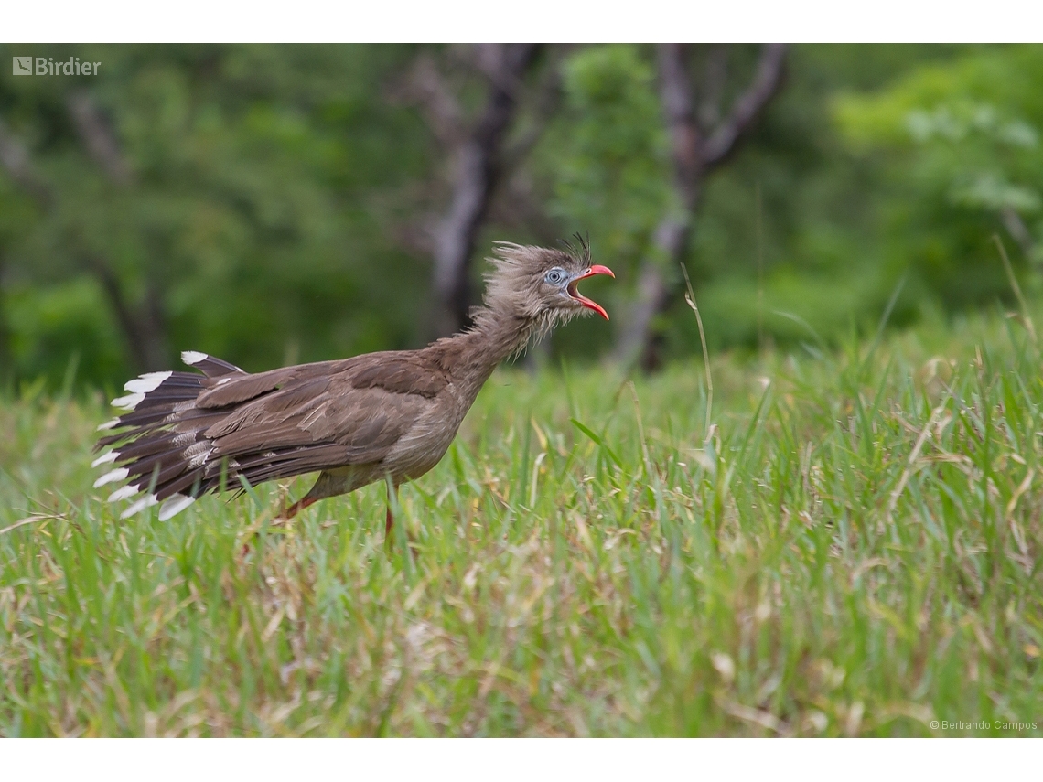 Cariama cristata