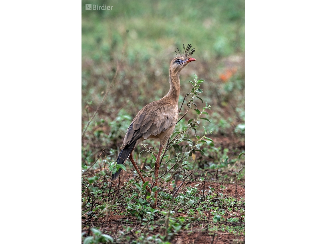 Cariama cristata