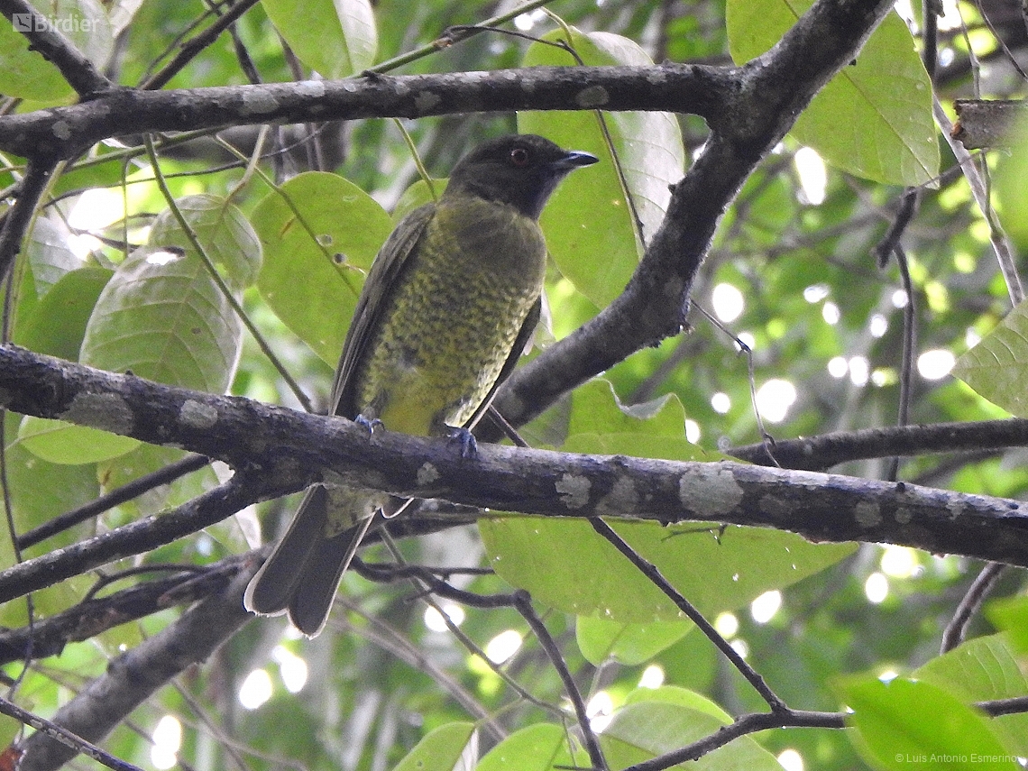 Carpornis melanocephala