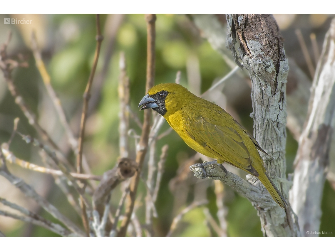 Caryothraustes canadensis