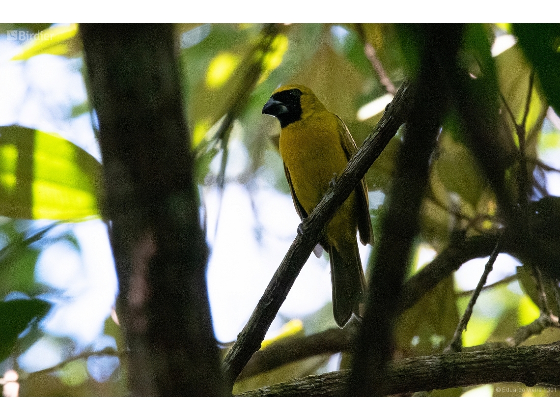 Caryothraustes brasiliensis