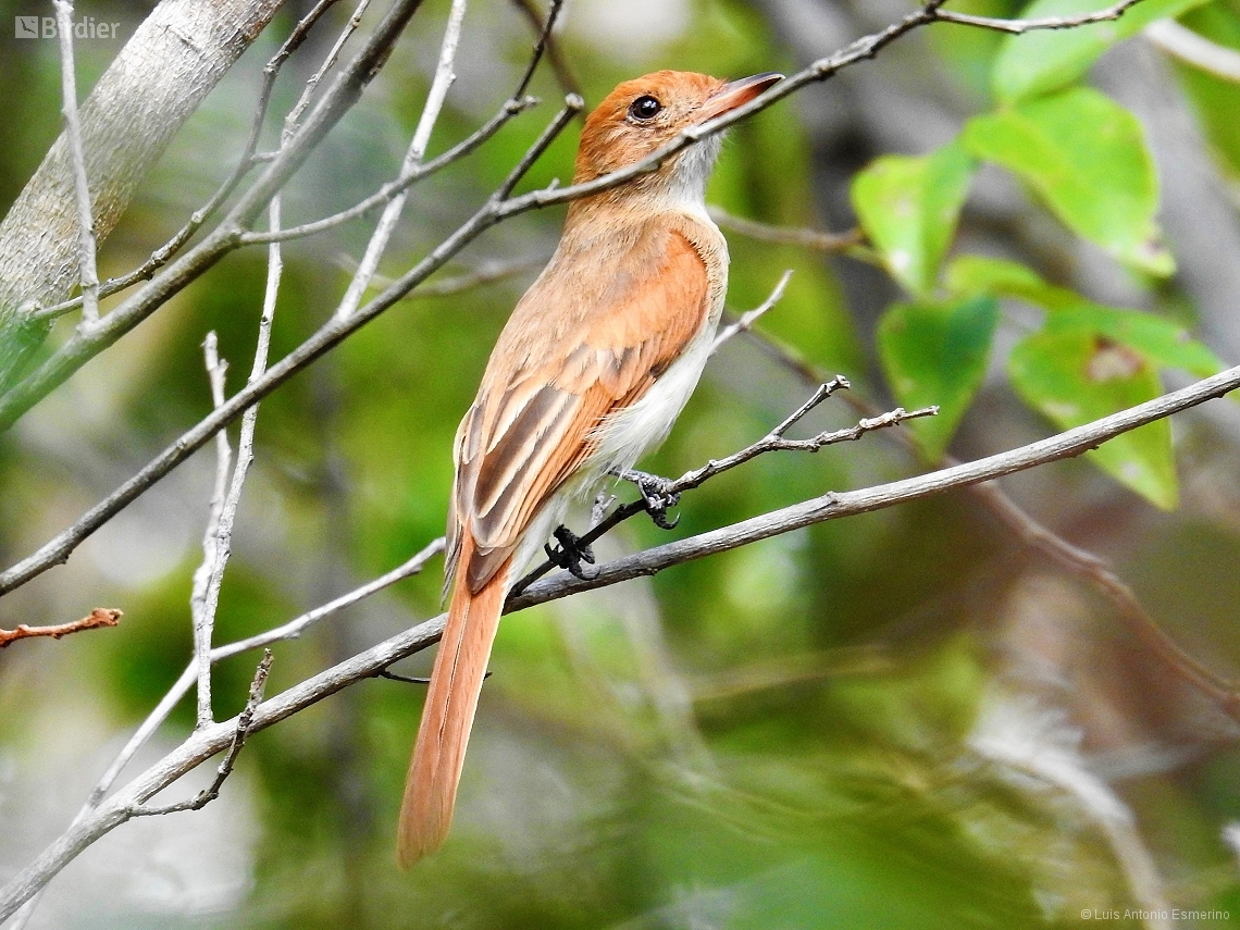Casiornis fuscus