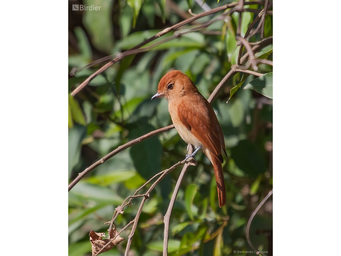 Casiornis rufus