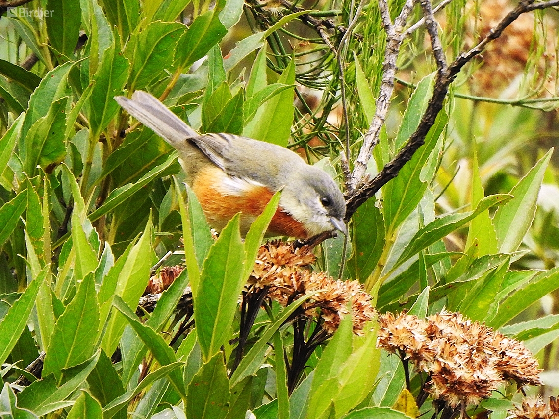 Castanozoster thoracicus