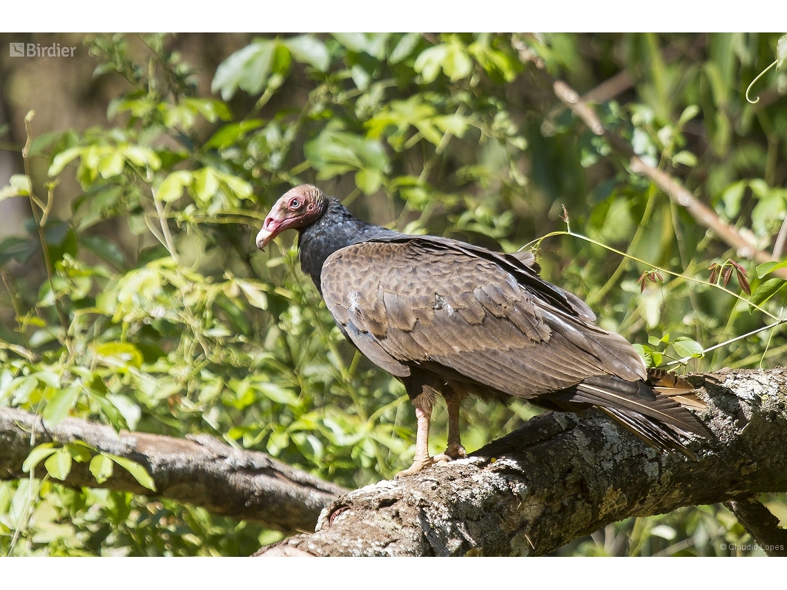Cathartes aura