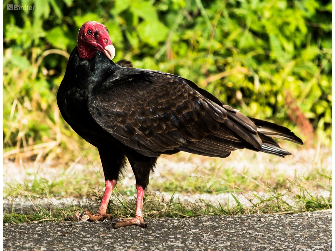 Cathartes aura