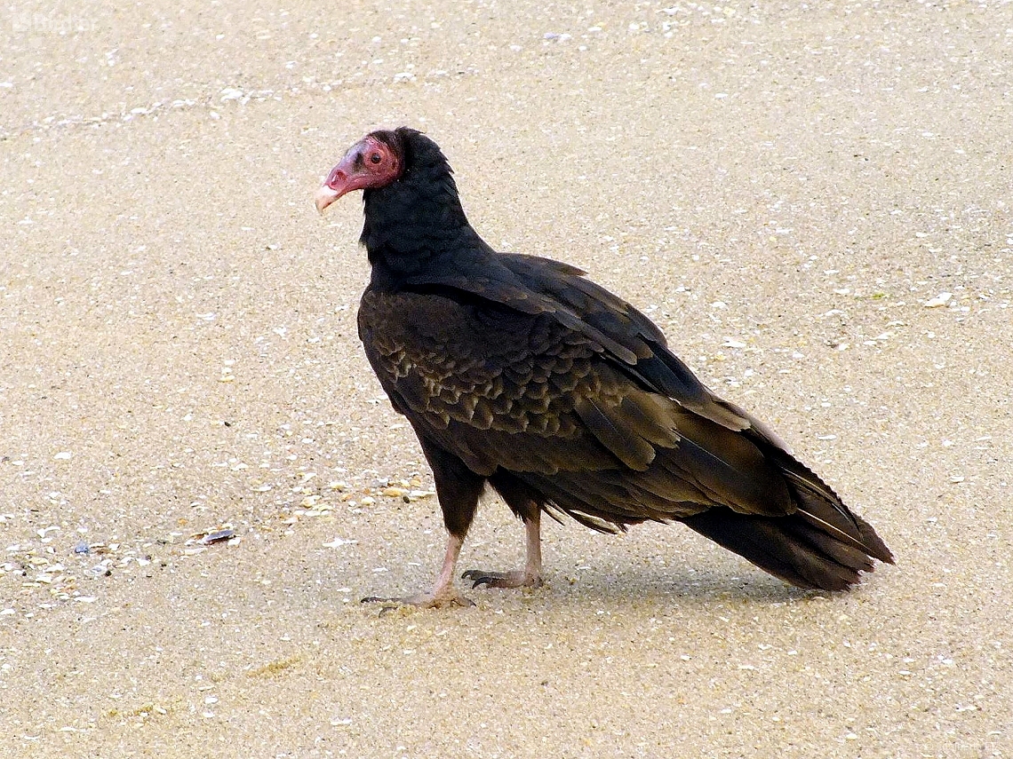 Cathartes aura