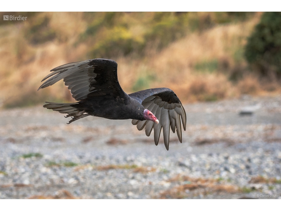 Cathartes aura