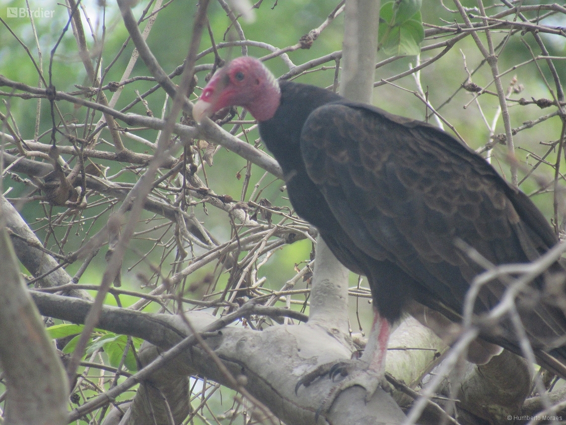 Cathartes aura