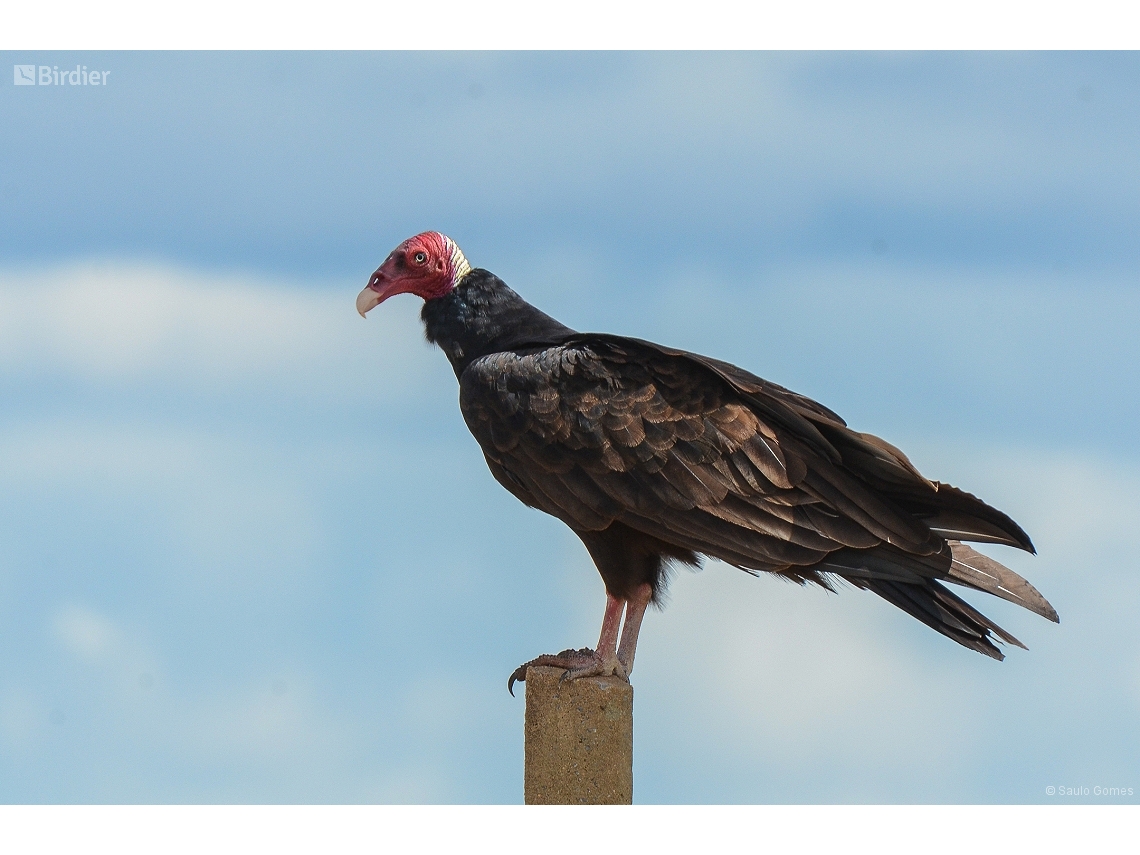 Cathartes aura