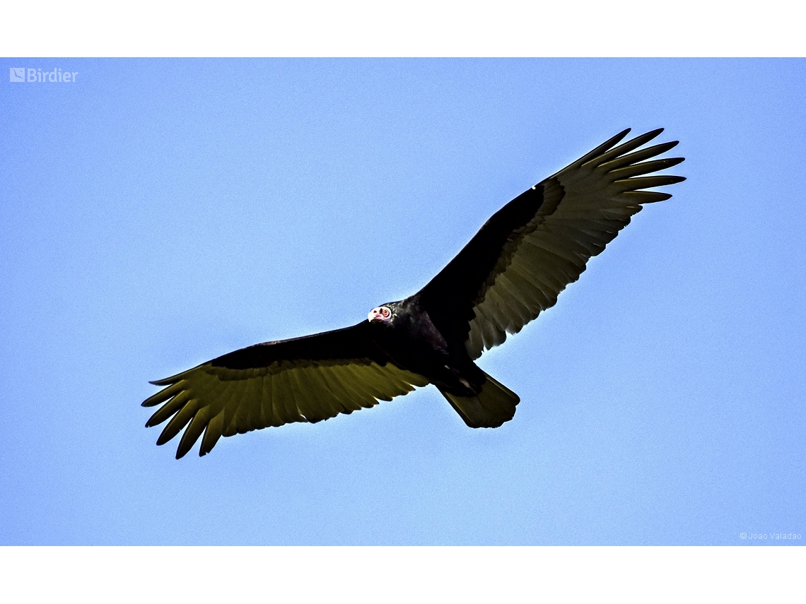 Cathartes aura