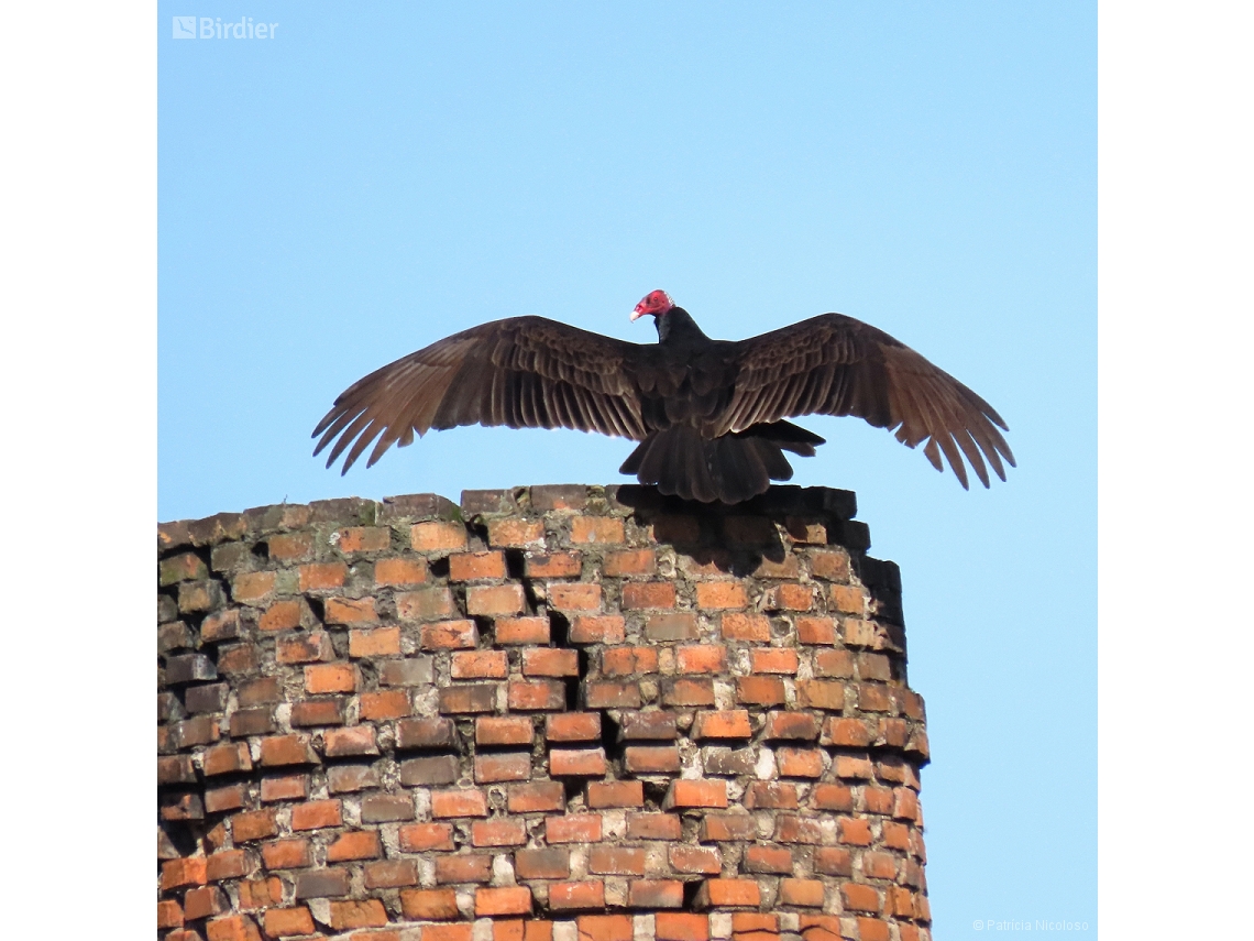 Cathartes aura