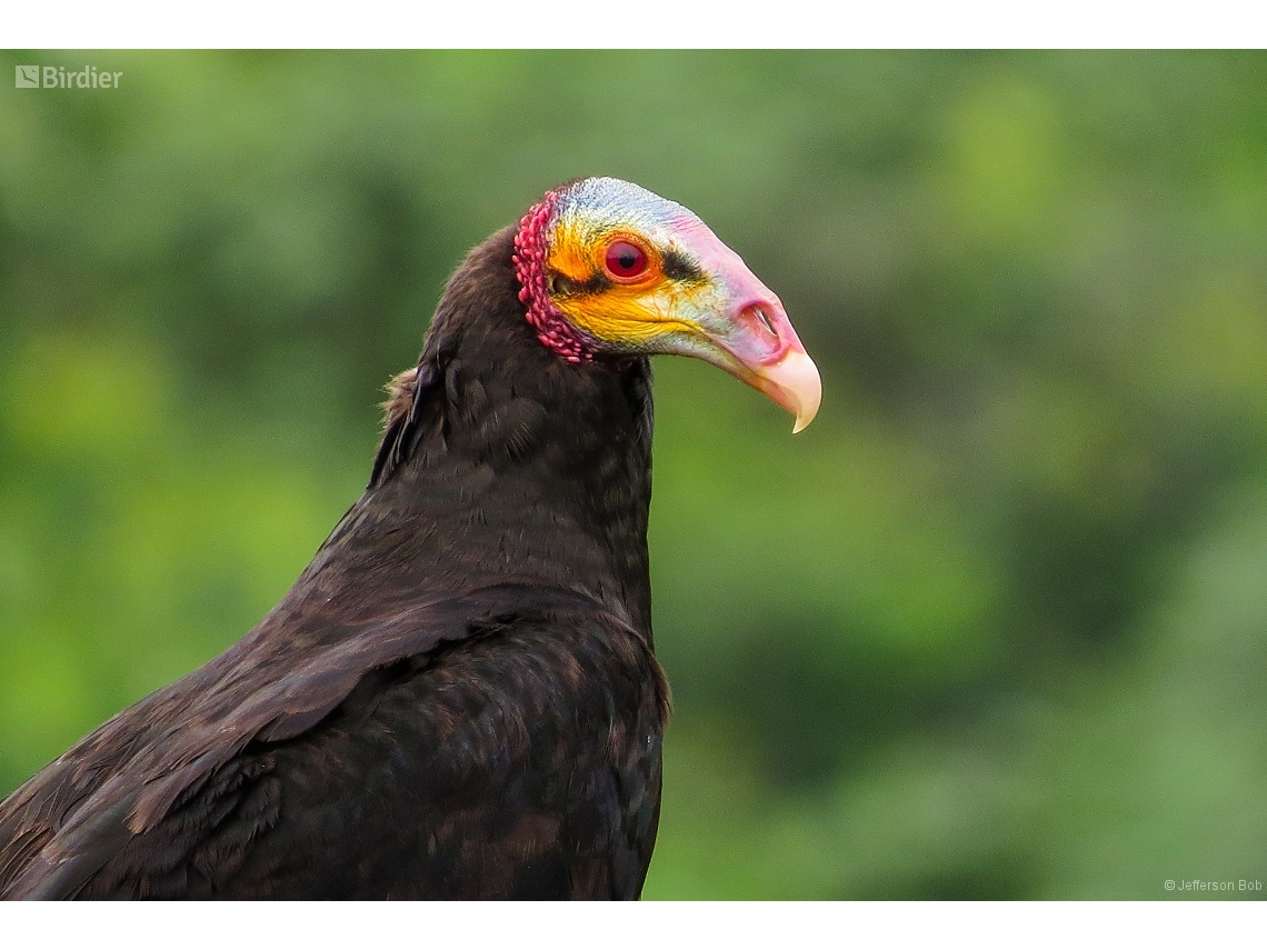 Cathartes burrovianus