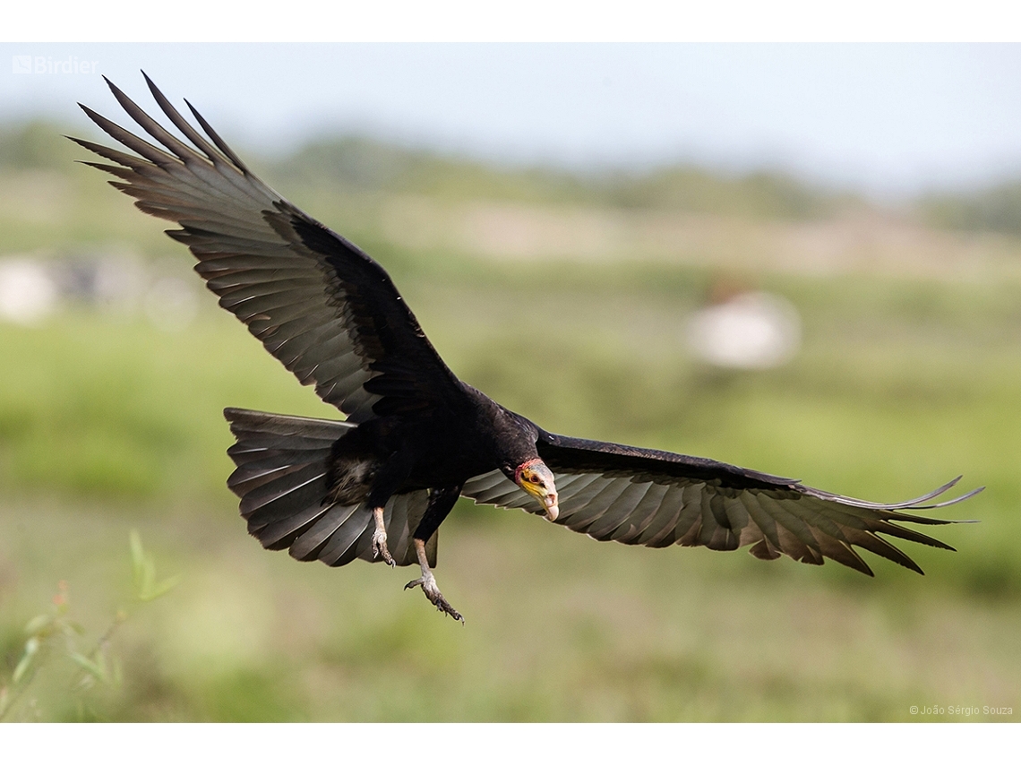 Cathartes burrovianus