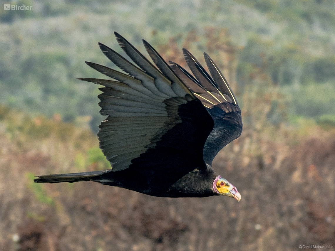 Cathartes burrovianus