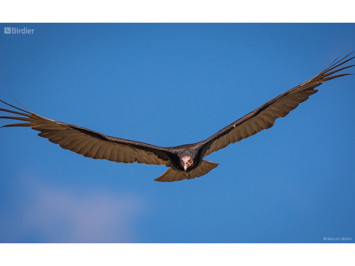 Cathartes burrovianus