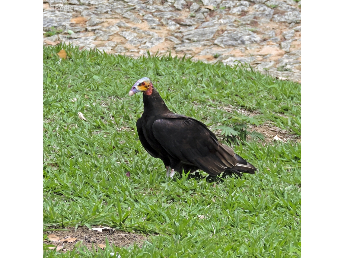 Cathartes burrovianus