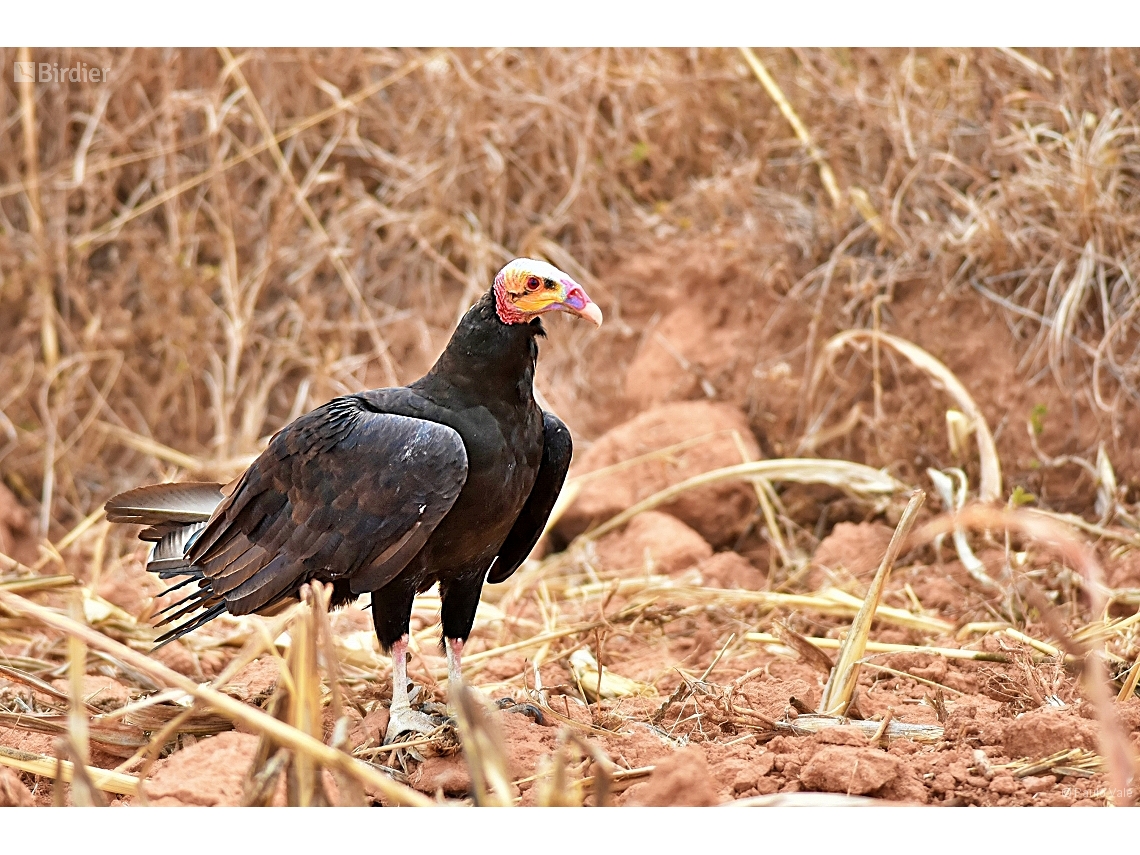 Cathartes burrovianus