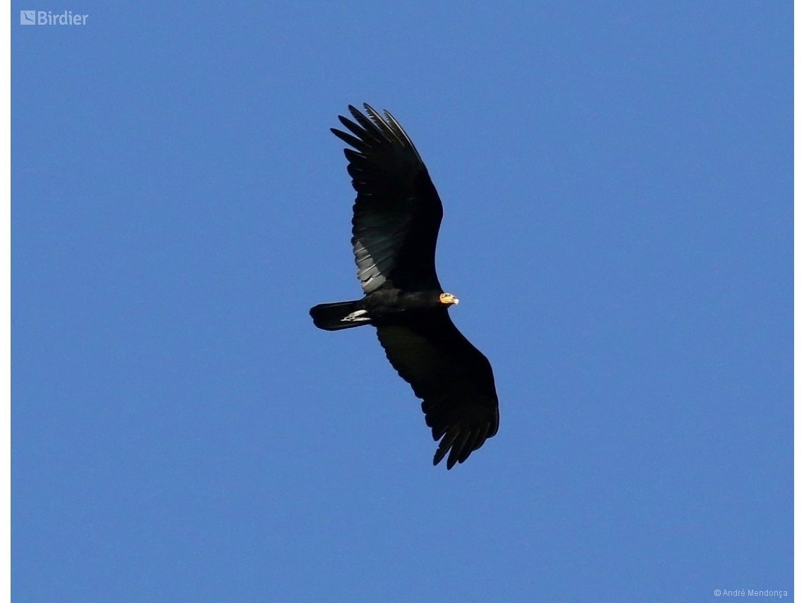 Cathartes melambrotus
