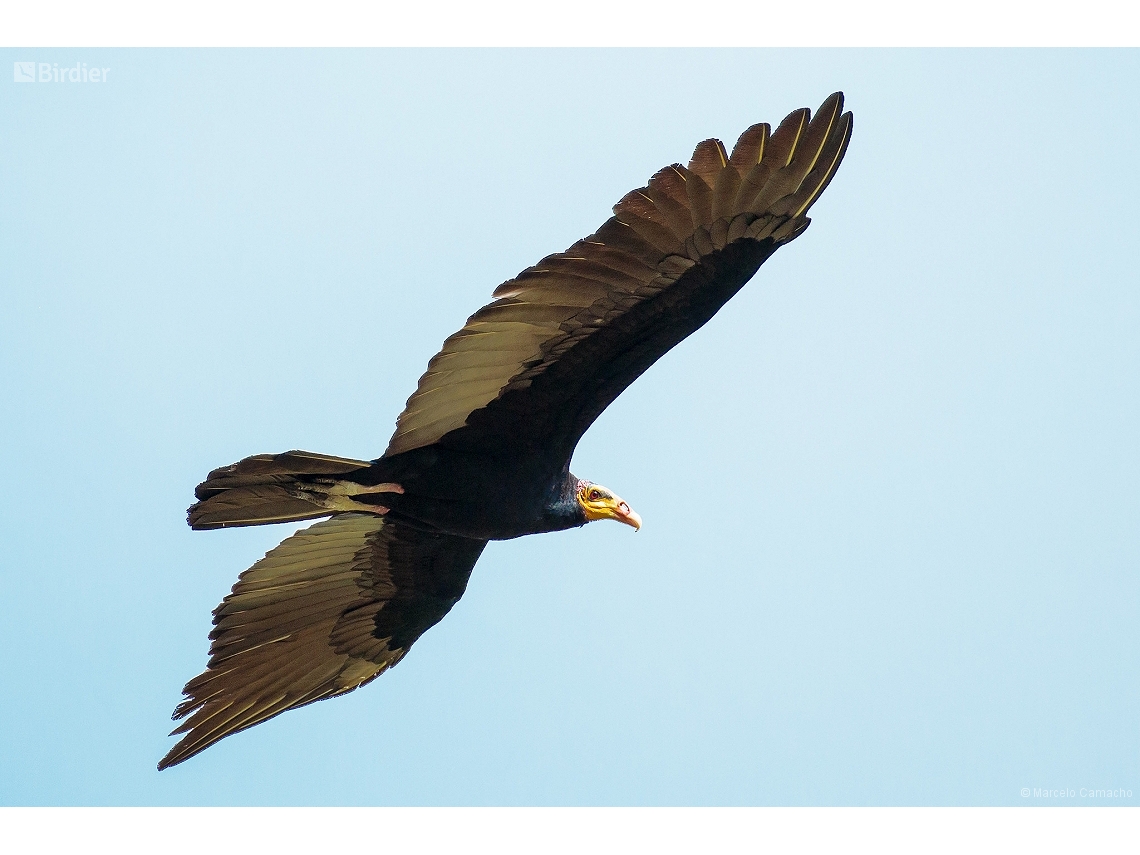 Cathartes melambrotus