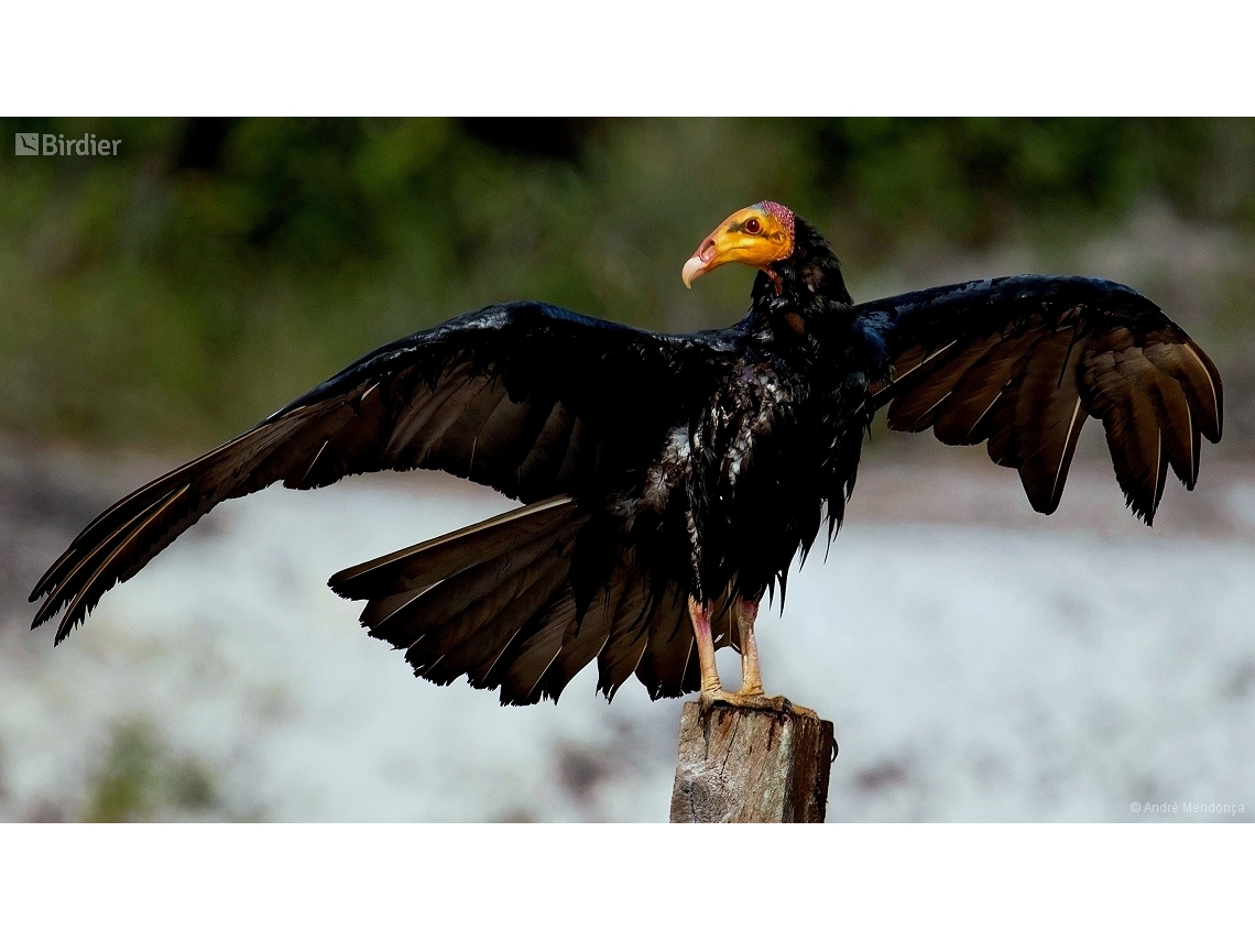 Cathartes melambrotus