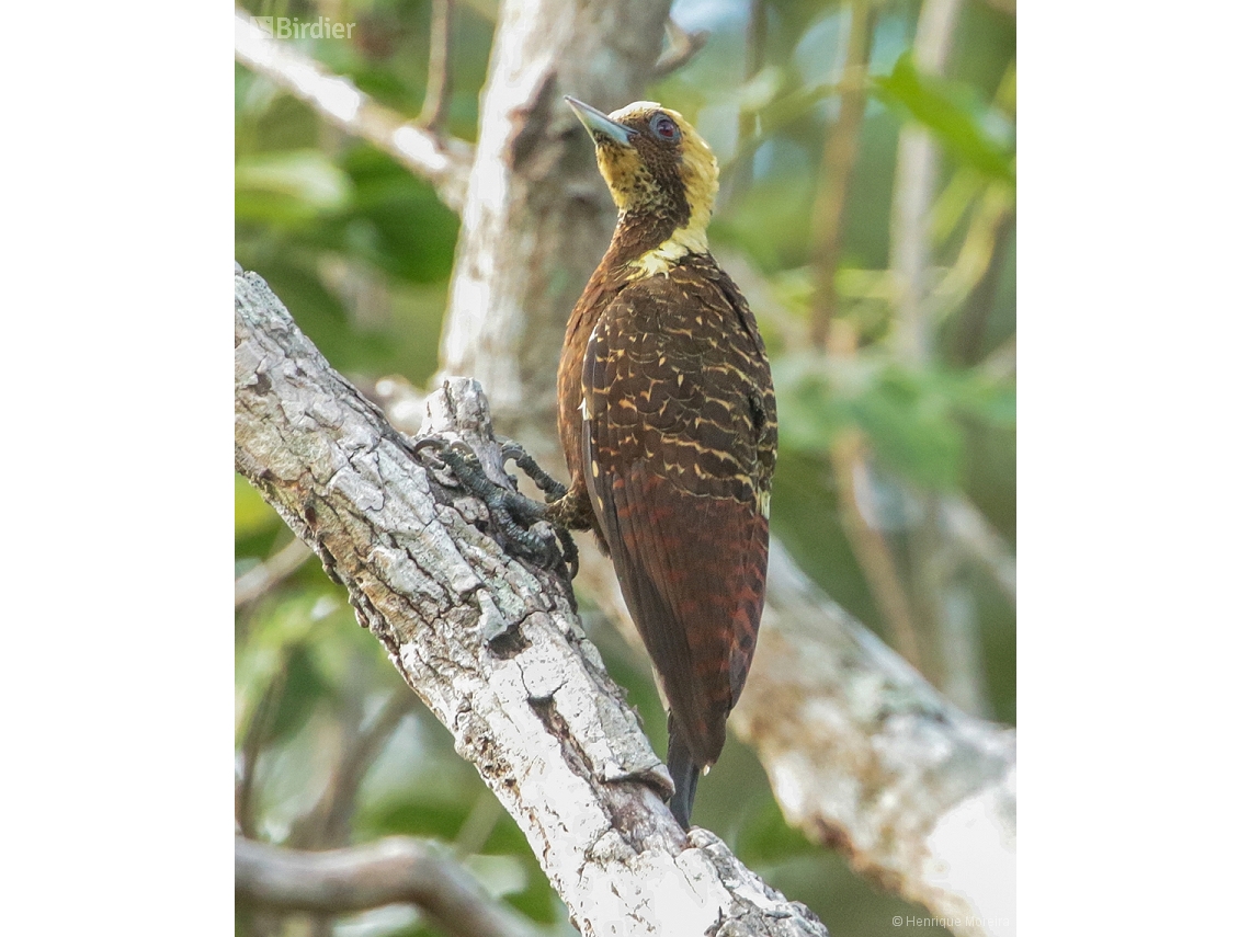 Celeus lugubris