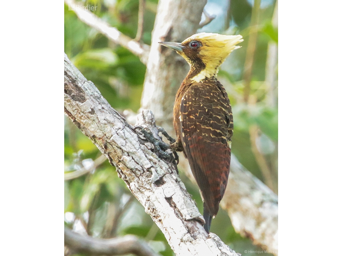 Celeus lugubris