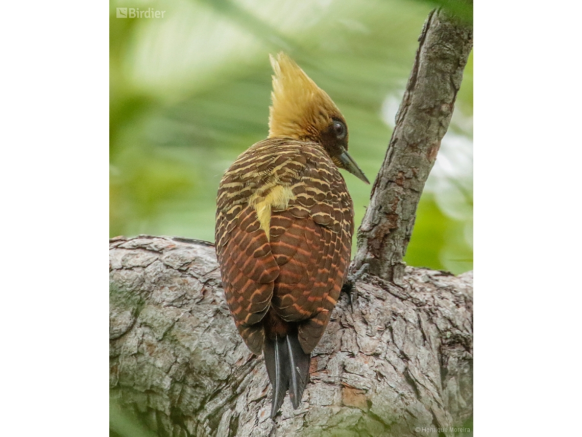 Celeus lugubris