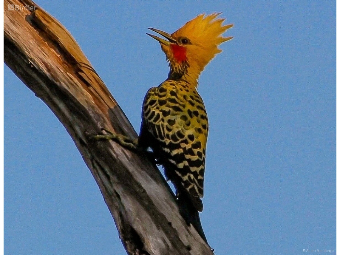 Celeus ochraceus