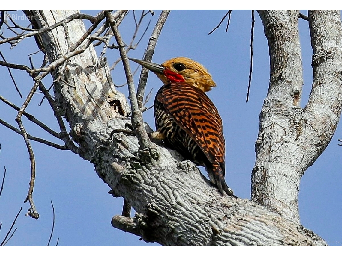Celeus torquatus