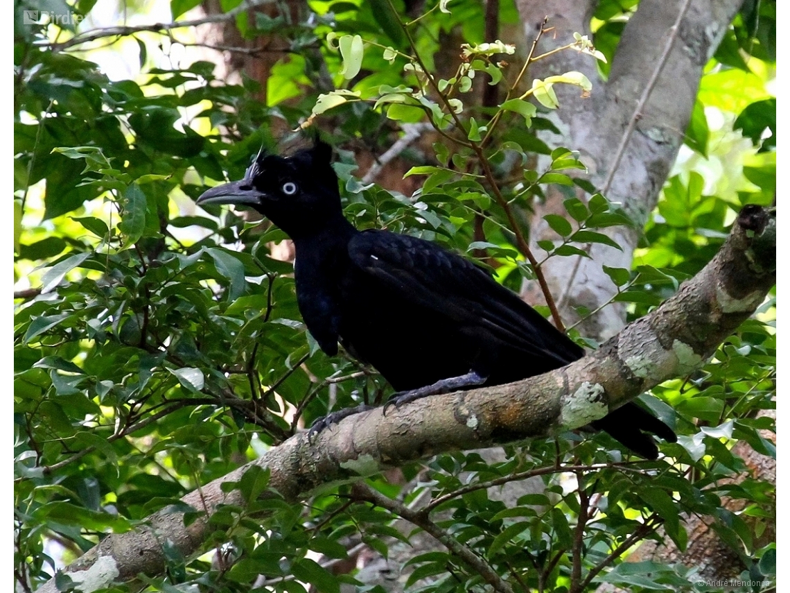 Cephalopterus ornatus