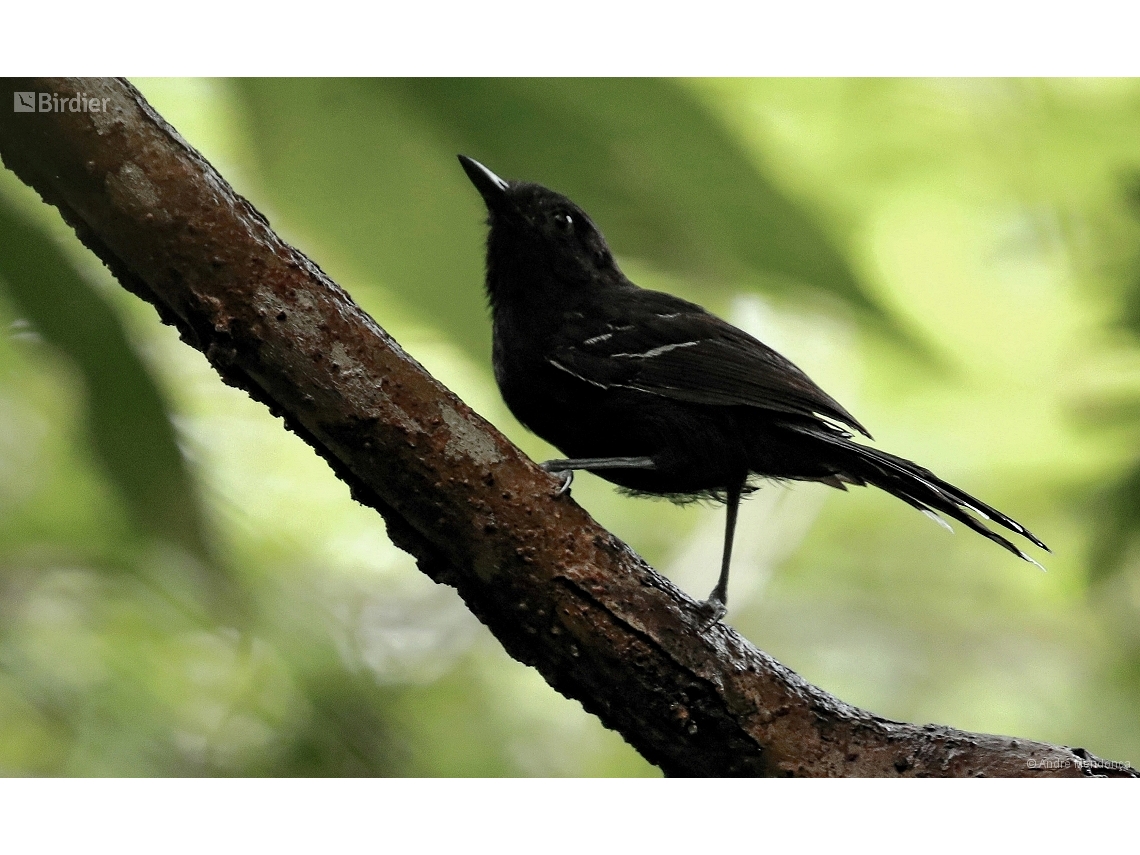 Cercomacra carbonaria