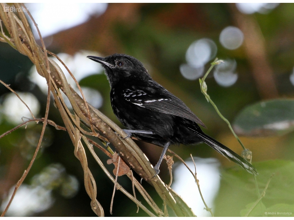 Cercomacra ferdinandi
