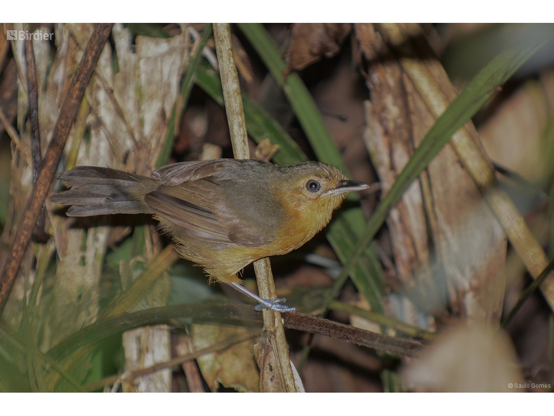 Cercomacroides laeta