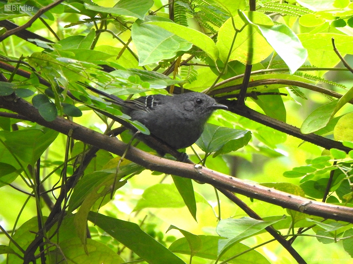 Cercomacroides nigrescens