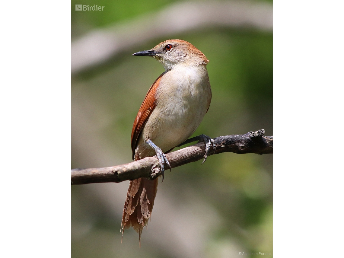 Certhiaxis cinnamomeus