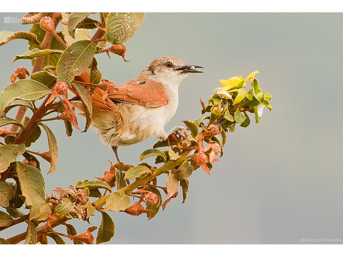 Certhiaxis cinnamomeus