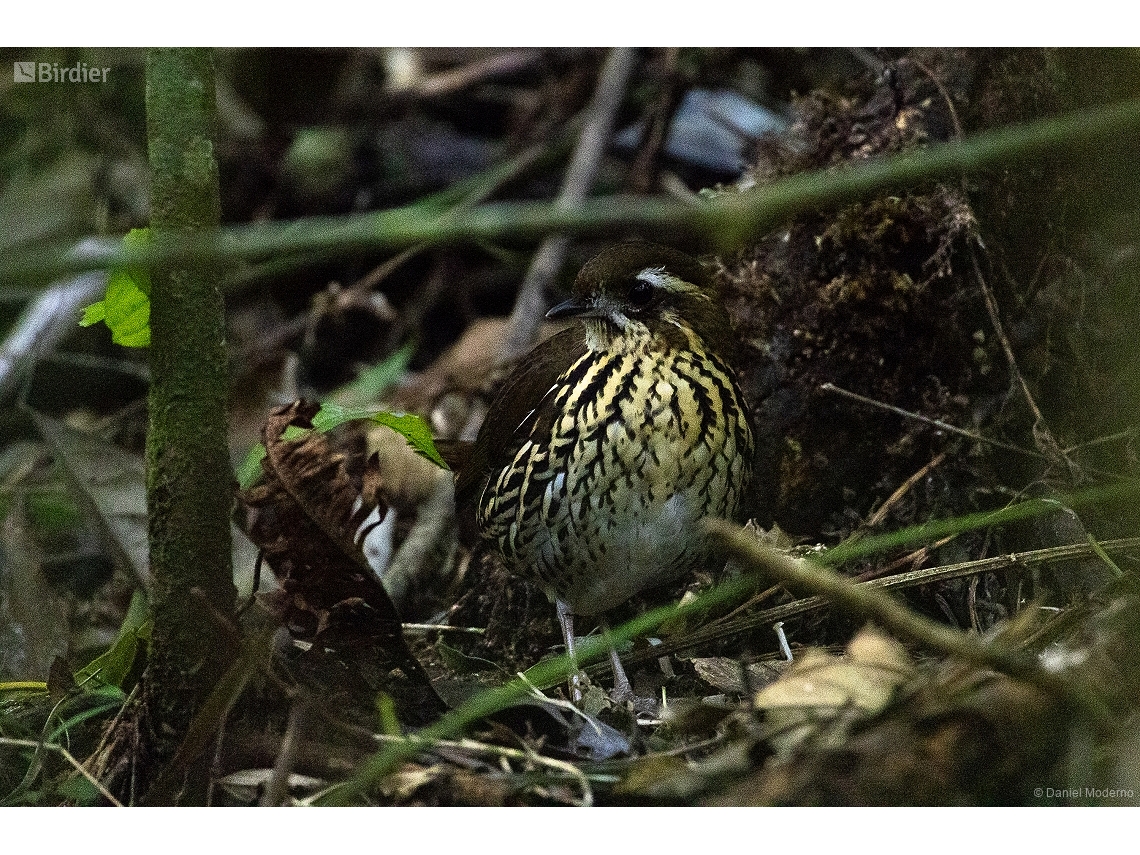 Chamaeza ruficauda