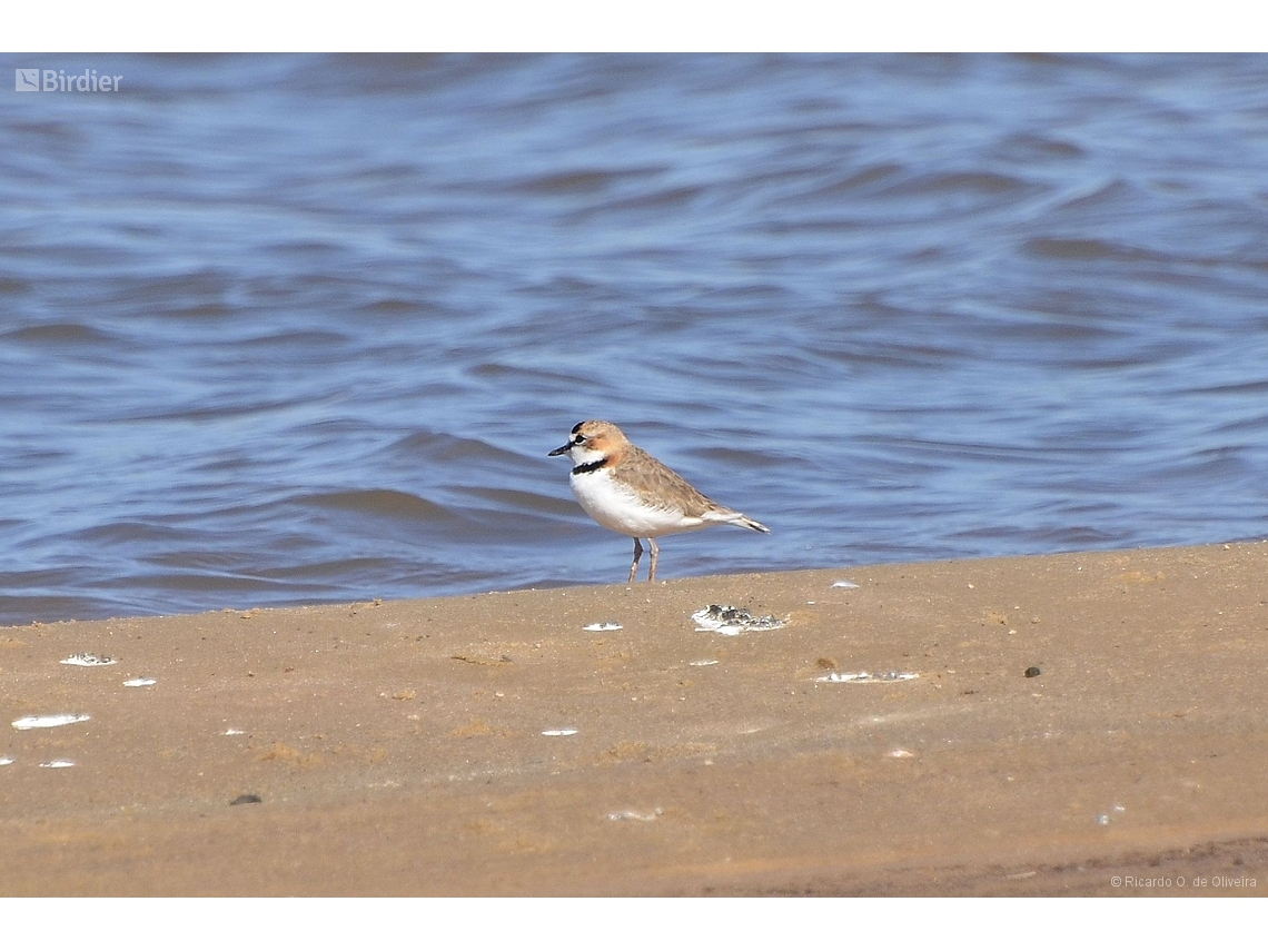 Anarhynchus collaris