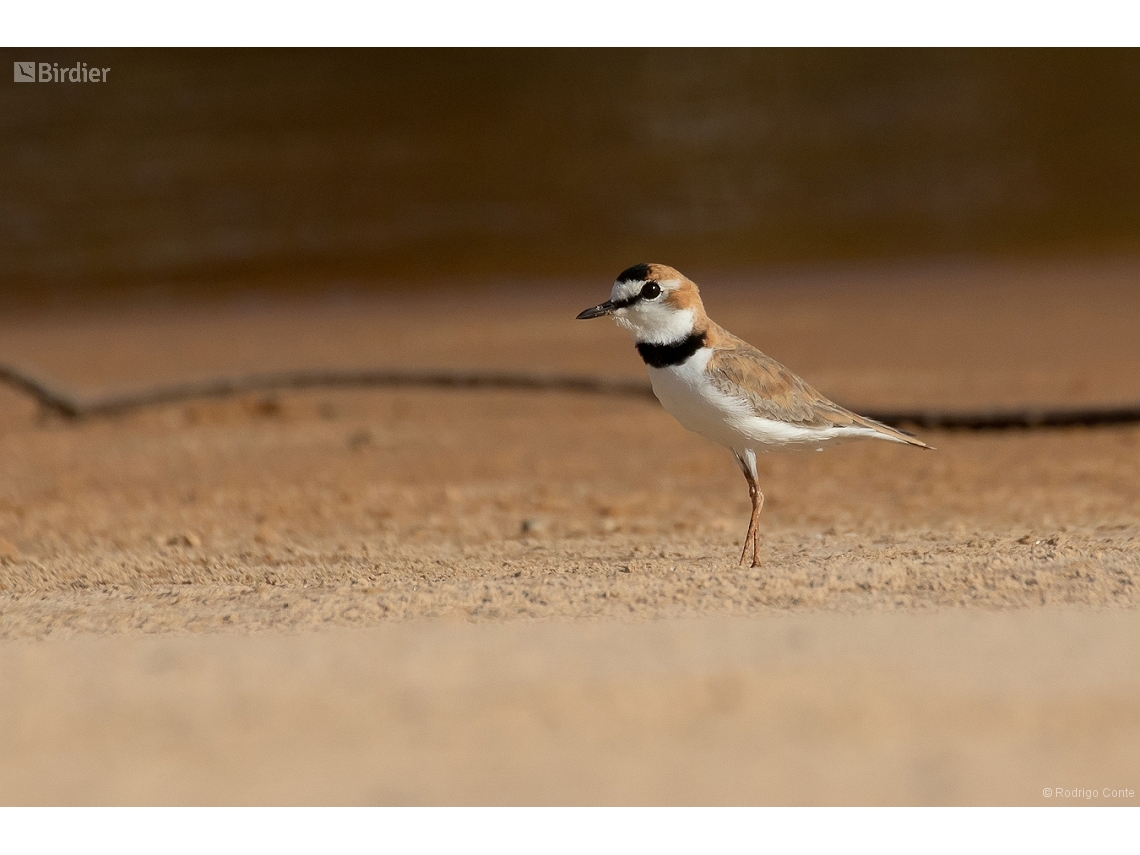 Anarhynchus collaris